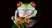 Natures Critters