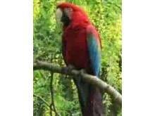 Sherherzade our Green WIng Macaw